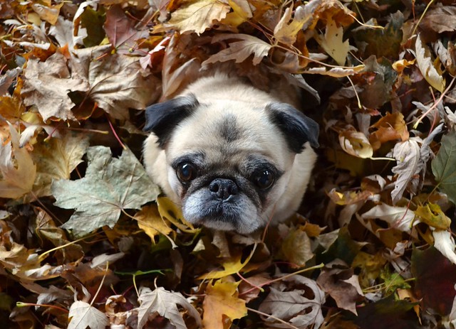 dog in autmn leaves